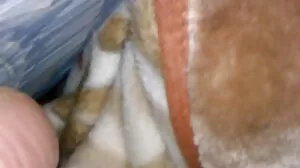 Το νεαρό καρφί φέρνει το μεγάλο κρέας